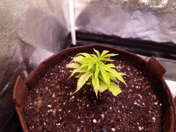 •OceanTruffle • Clones•. Week 4 - #1/D28