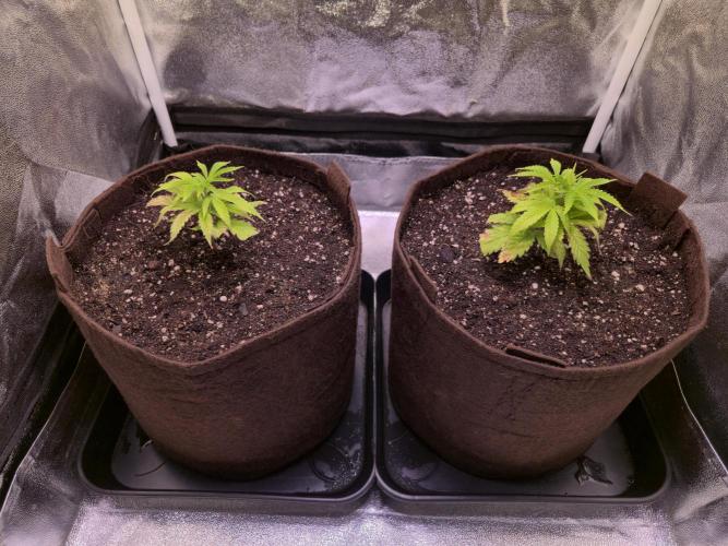 •OceanTruffle • Clones•. Week 4 - D28