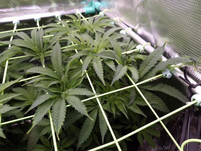 • Ocean Rosa •. Week 7