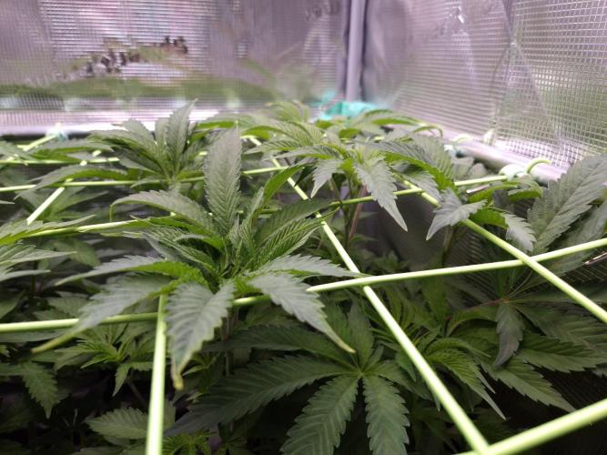 • Ocean Rosa •. Week 7