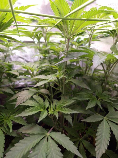 • Ocean Rosa •. Week 7