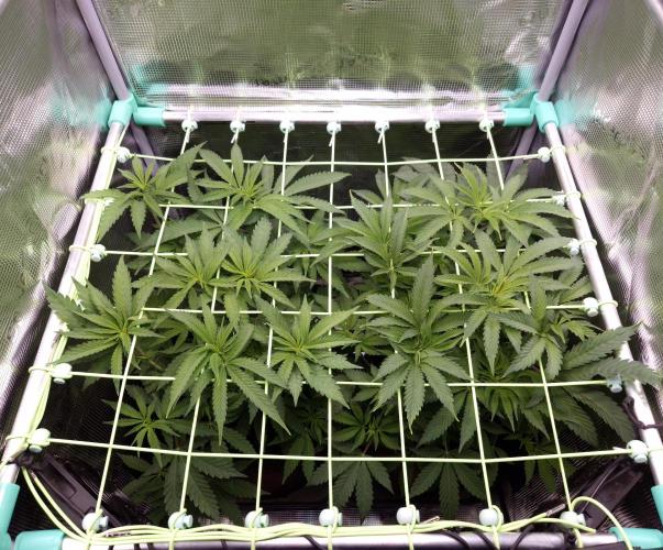 • Ocean Rosa •. Week 7