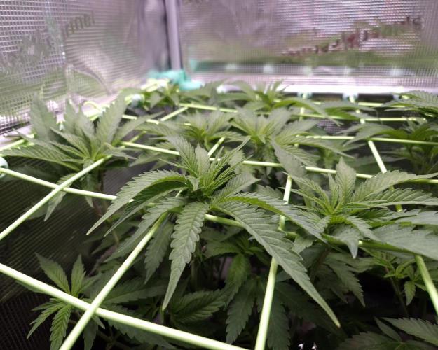 • Ocean Truffle •. Week 7 - D49