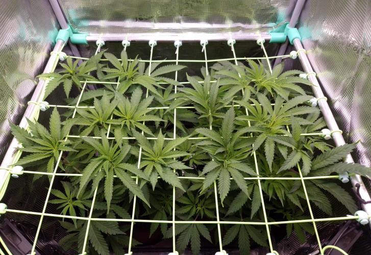 • Ocean Truffle •. Week 7