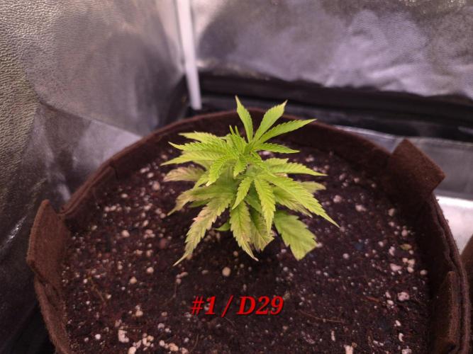 •OceanTruffle • Clones•. Week 5
