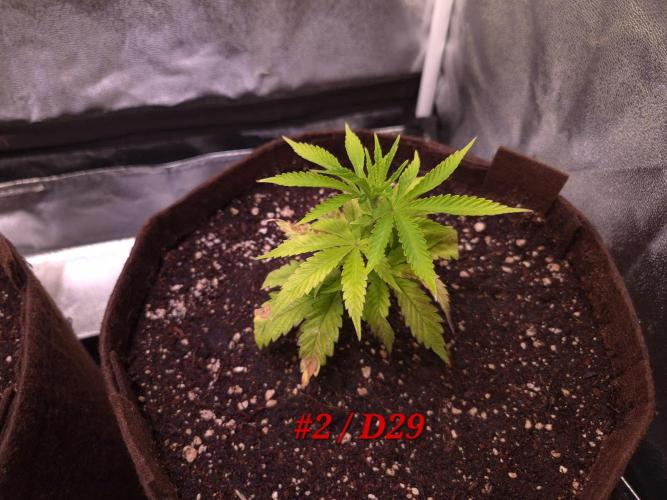 •OceanTruffle • Clones•. Week 5