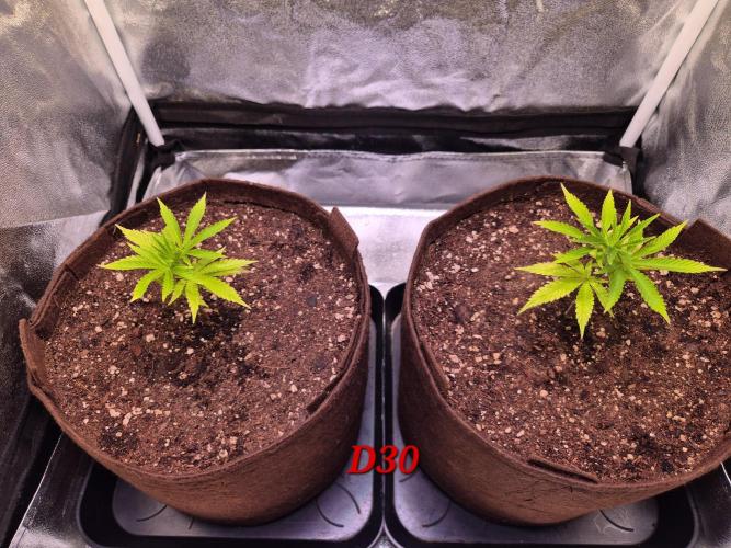 •OceanTruffle • Clones•. Week 5