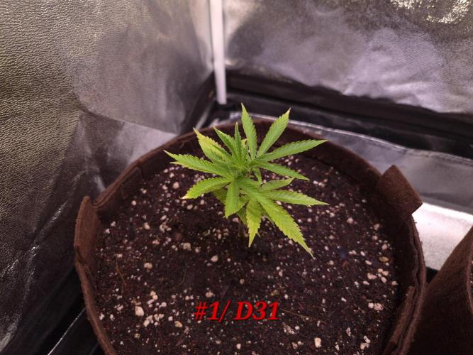 •OceanTruffle • Clones•. Week 5