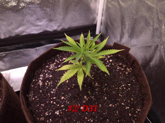 •OceanTruffle • Clones•. Week 5