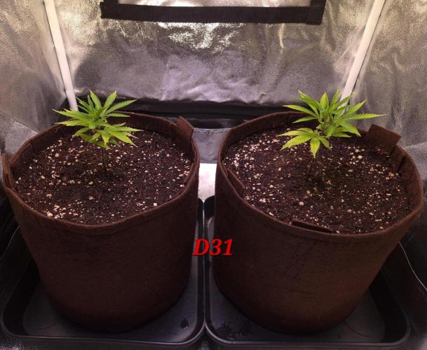 •OceanTruffle • Clones•. Week 5
