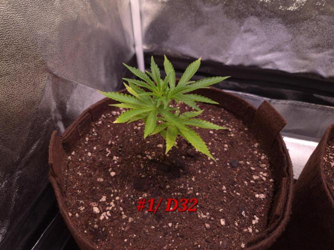 •OceanTruffle • Clones•. Week 5