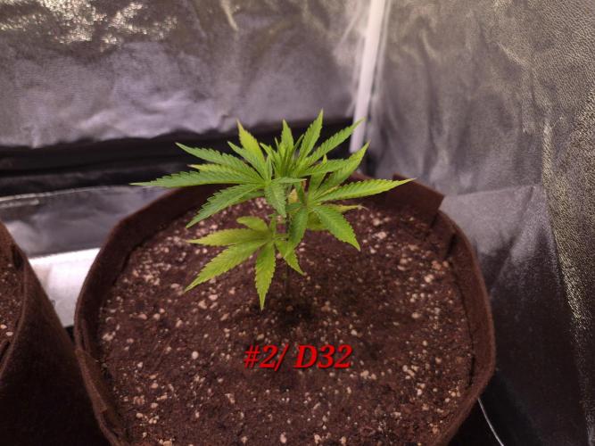 •OceanTruffle • Clones•. Week 5