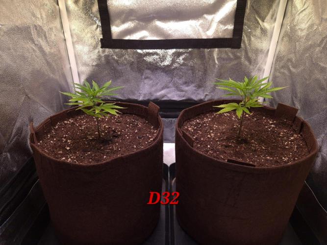 •OceanTruffle • Clones•. Week 5