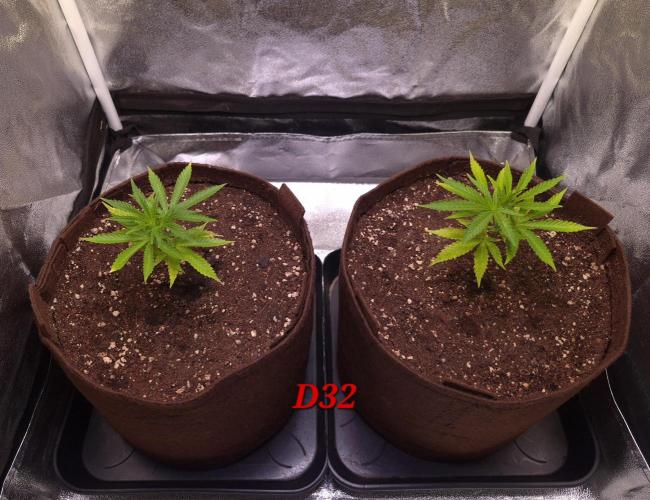 •OceanTruffle • Clones•. Week 5