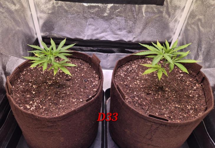 •OceanTruffle • Clones•. Week 5