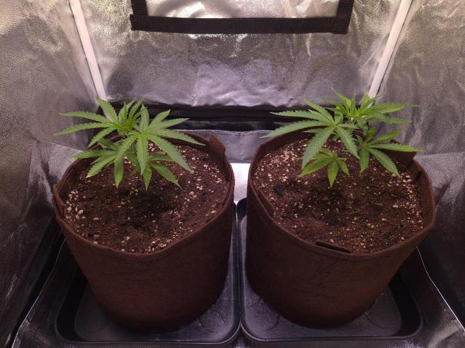 •OceanTruffle • Clones•. Week 5 - D35