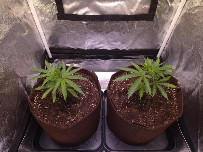 •OceanTruffle • Clones•. Week 5 - D35