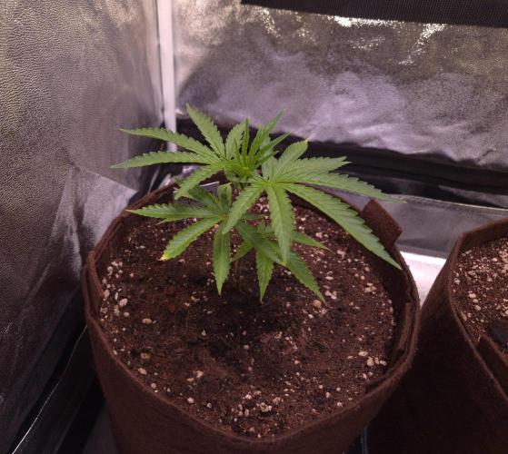 •OceanTruffle • Clones•. Week 5 - #1/D35