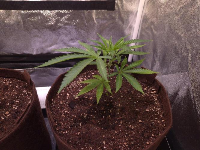 •OceanTruffle • Clones•. Week 5 - #2/D35