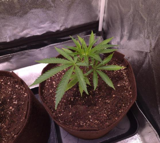 •OceanTruffle • Clones•. Week 5