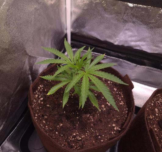•OceanTruffle • Clones•. Week 5