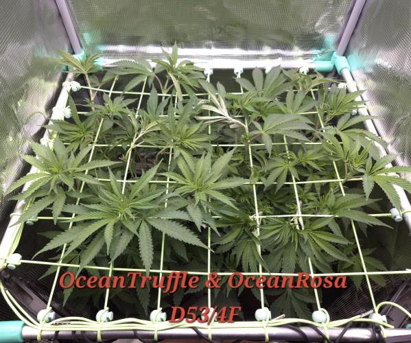 • Ocean Truffle •. Week 8