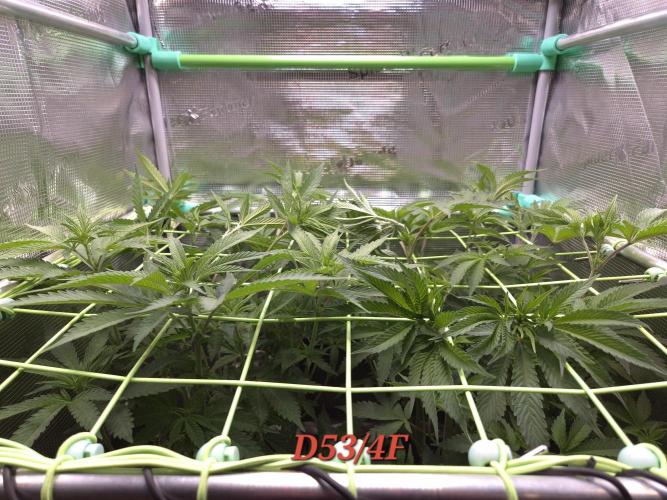 • Ocean Truffle •. Week 8