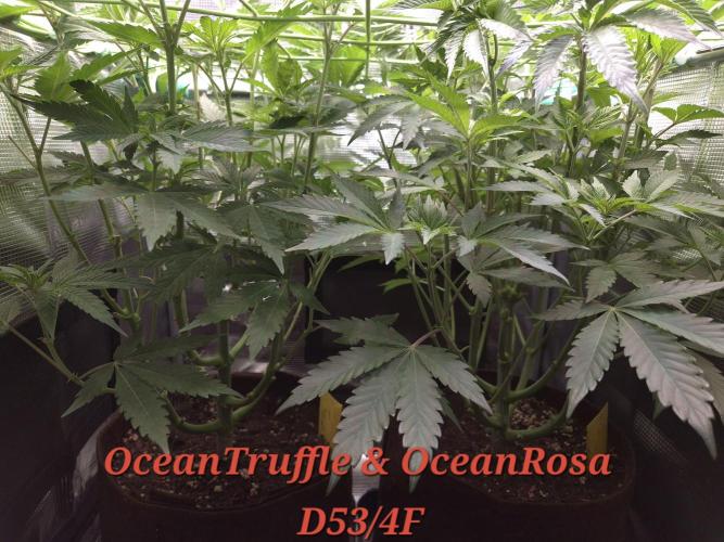 • Ocean Truffle •. Week 8