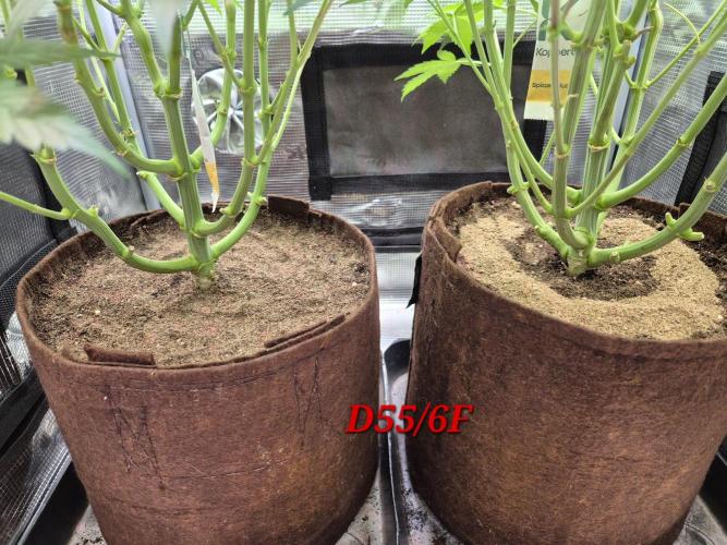 • Ocean Truffle •. Week 8