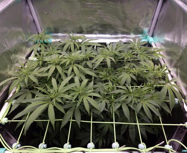 • Ocean Truffle •. Week 8 - D56/7F