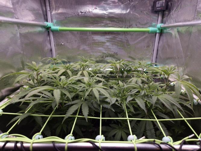 • Ocean Truffle •. Week 8 - D56/7F