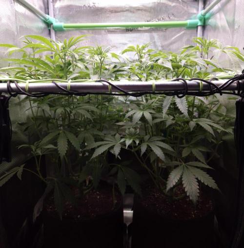 • Ocean Truffle •. Week 8 - D56/7F