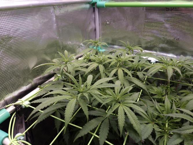 • Ocean Truffle •. Week 8 - D56/7F