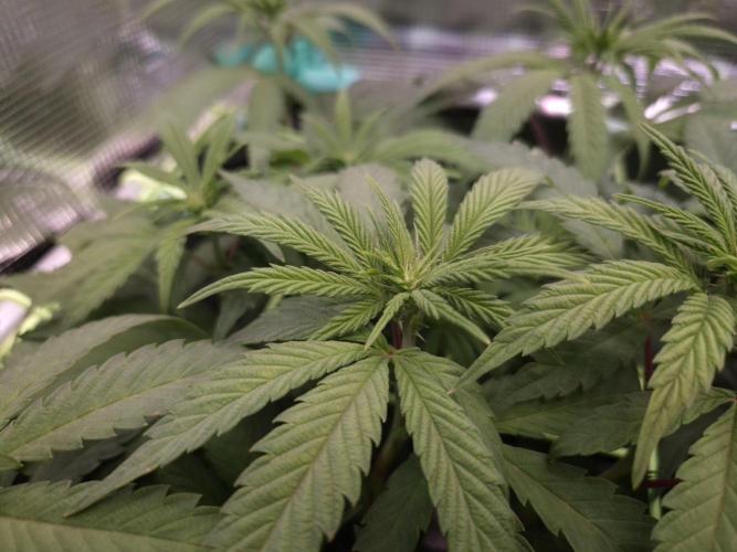 • Ocean Truffle •. Week 8 - D56/7