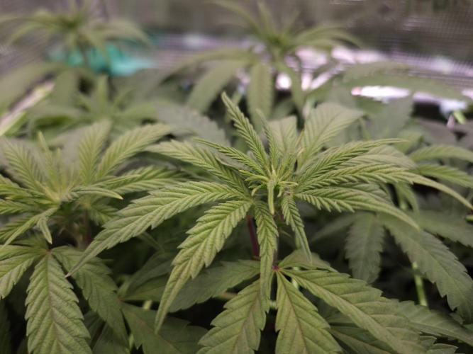 • Ocean Truffle •. Week 8 - D56/7F