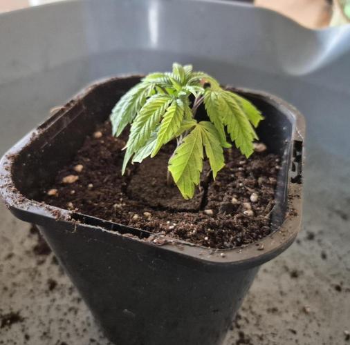 Micro-Reversal - Collodial Silver&STS. Week 3
