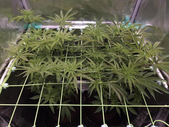 Grow Tent 2'x2'x5'. Week 9