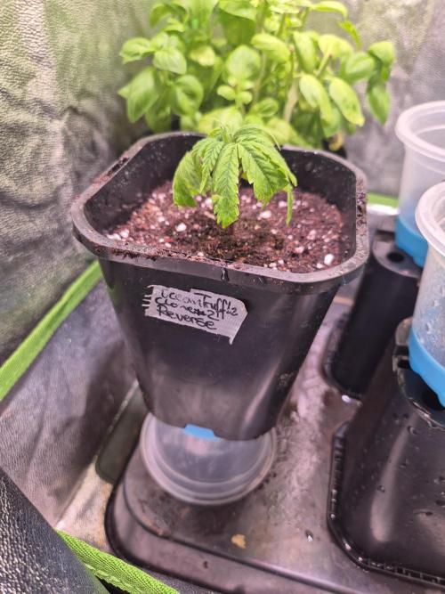 Micro-Reversal - Collodial Silver&STS. Week 3