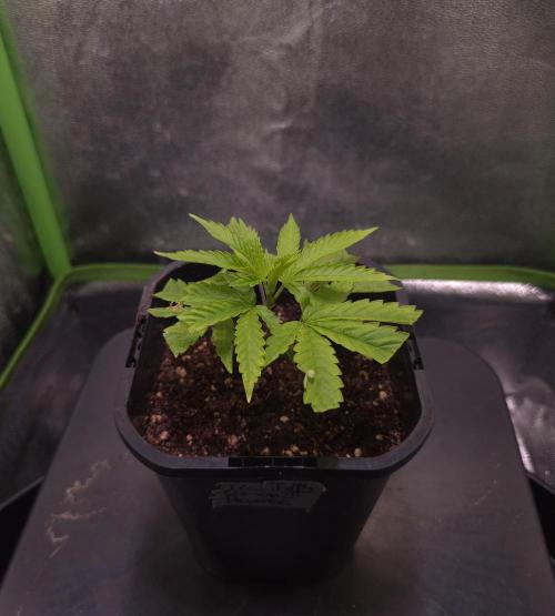 Micro-Reversal - Collodial Silver&STS. Week 3 - D21