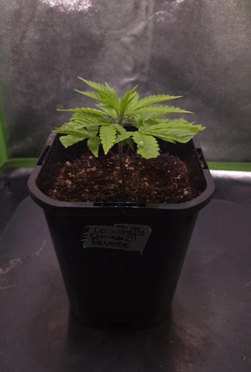 Micro-Reversal - Collodial Silver&STS. Week 3 - D21