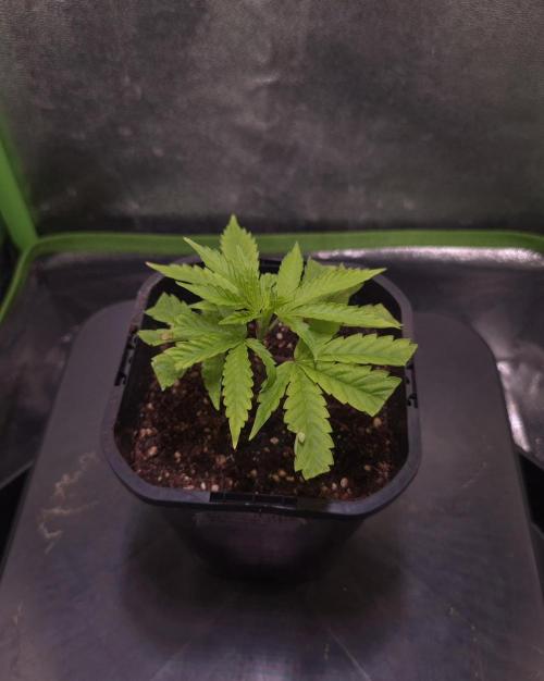 Micro-Reversal - Collodial Silver&STS. Week 3 - D21