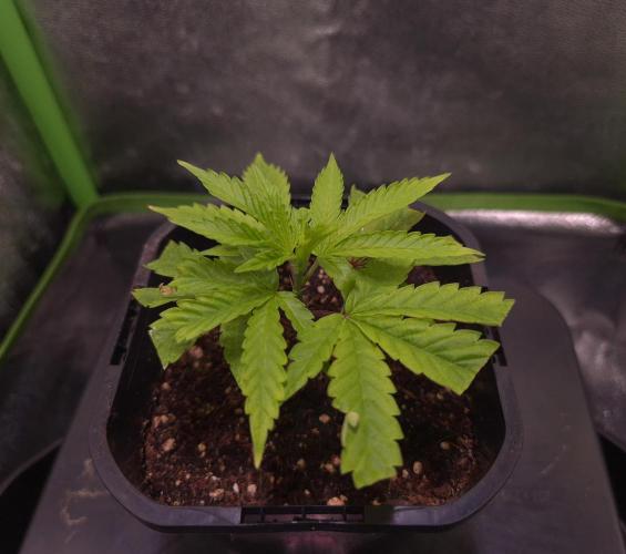 Micro-Reversal - Collodial Silver&STS. Week 3 - D21