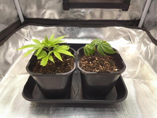• Truffle • Rosa •. Week 3 - D21