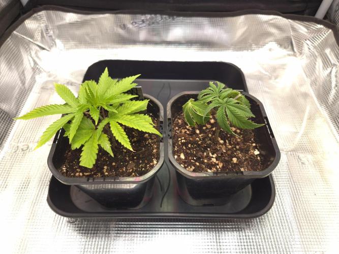 • Truffle • Rosa •. Week 3 - D21