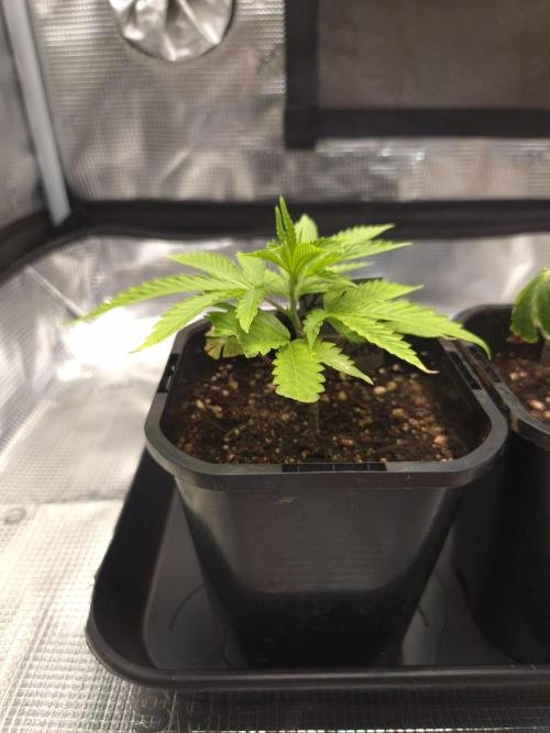 • Truffle • Rosa •. Week 3 - Truffle / D21