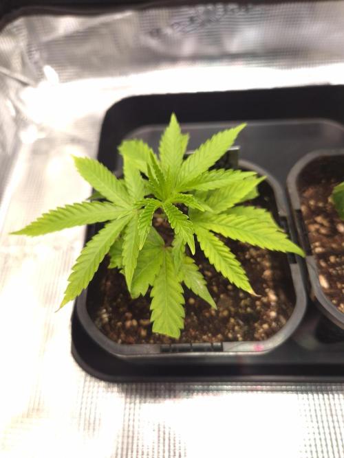 • Truffle • Rosa •. Week 3 - Truffle / D21