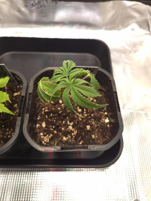 • Truffle • Rosa •. Week 3 - Rosa / D21
