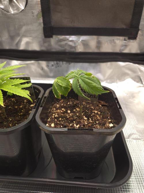 • Truffle • Rosa •. Week 3 - Rosa / D21