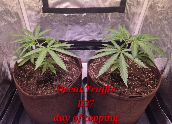 •OceanTruffle • Clones•. Week 6