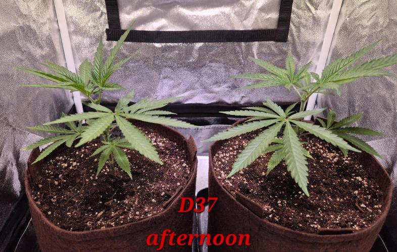 •OceanTruffle • Clones•. Week 6